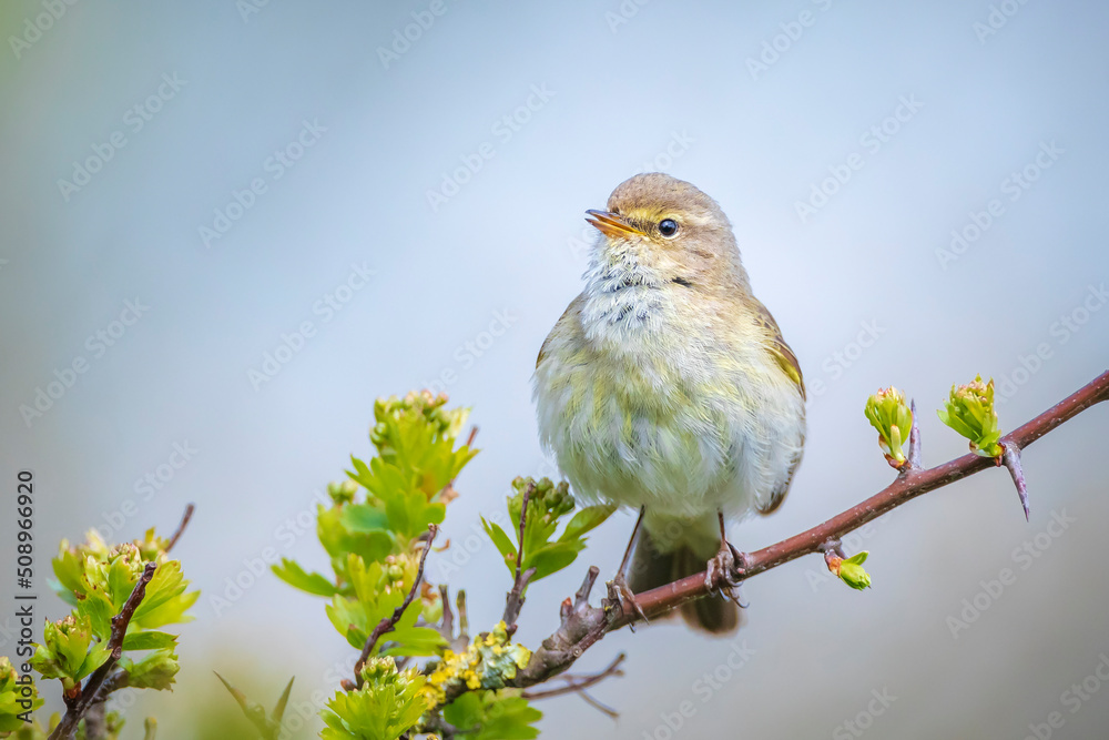 Common chiffchaff bird Phylloscopus collybita Common chiffchaff bird Phylloscopus collybita
