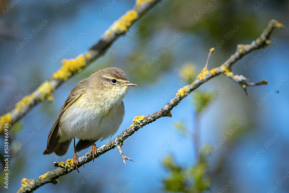 Willow warbler bird, Phylloscopus trochilus, perched. Willow warbler bird, Phylloscopus trochilus, perched.