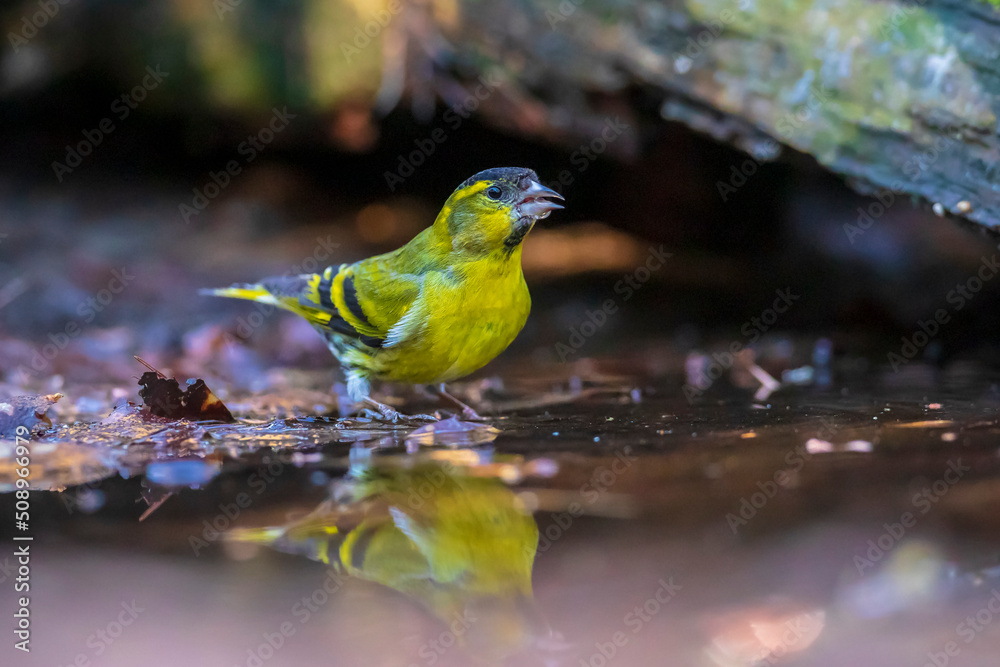 Eurasian siskin bird, Spinus spinus, drinking Eurasian siskin bird, Spinus spinus, drinking