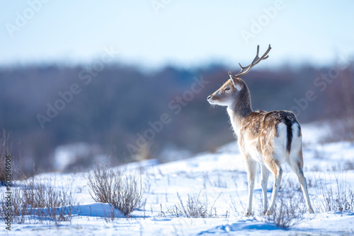 Photography Fallow deer stag Dama Dama foraging in Winter forest snow