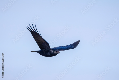 Carrion crow Corvus corone black bird in flight