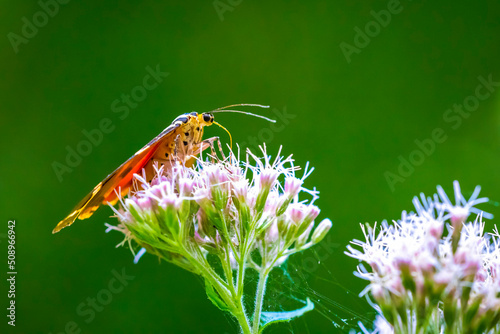 Jersey Tiger day-active moth, Euplagia quadripunctari, feeding nectar photo