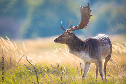 Fallow deer stag  Dama Dama  with big antlers during rutting in Autumn season