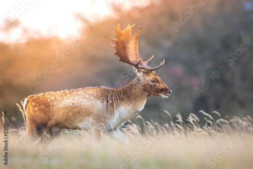 Foto Fallow deer stag, Dama Dama, with big antlers during rutting in Autumn season