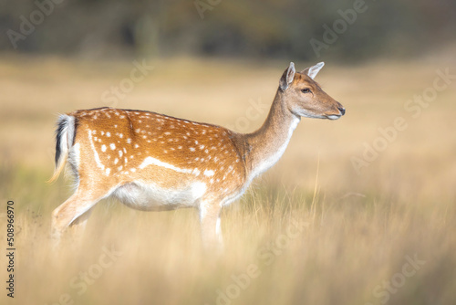 Tela Female fallow deer doe or hind, Dama Dama