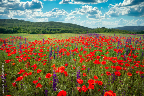 Wild poppies in a mountainous area. Beautiful summer landscape. Composition of nature.