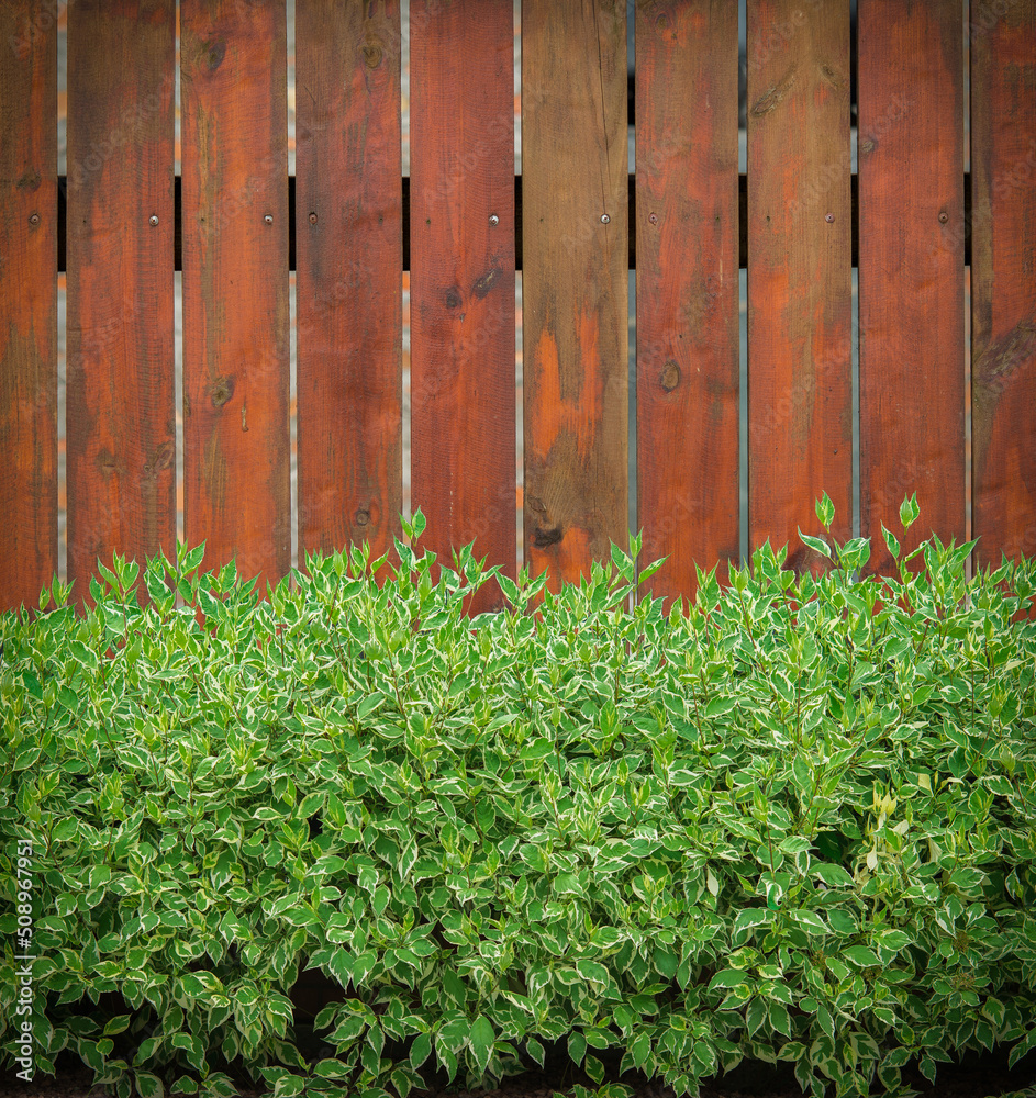 A beautiful brown wooden fence against the background of growing green bushes.
Textured wooden fence close up.