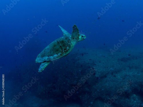 Loggerhead Turtle swimming upwards