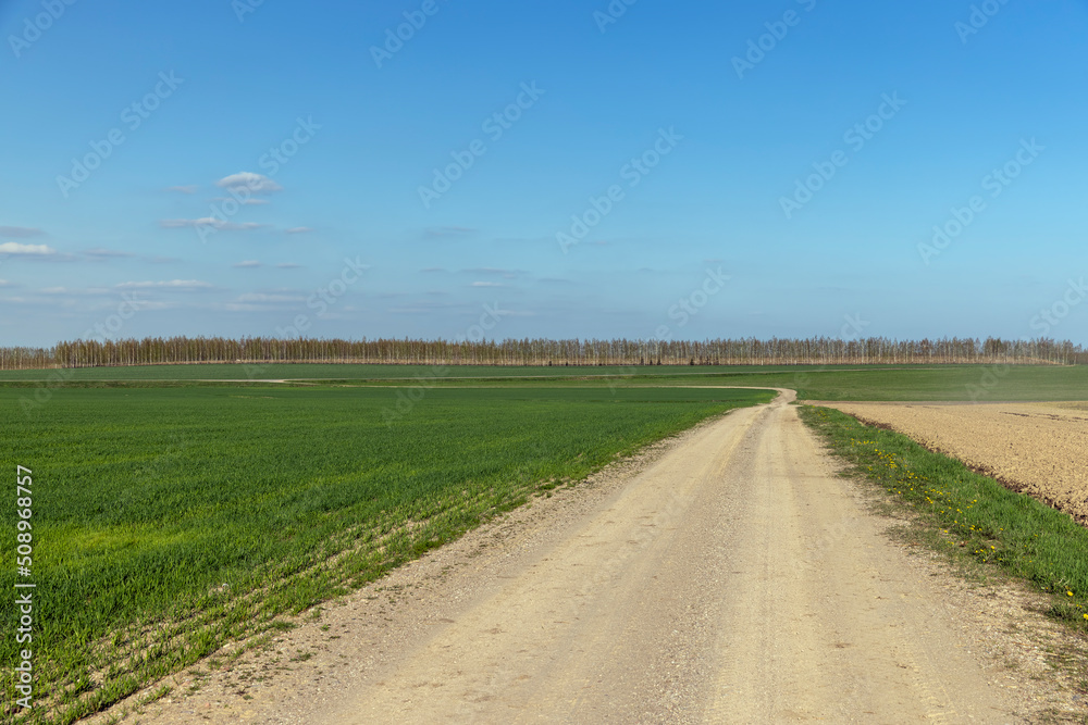 grass and other plants grow in a field with a dirt road