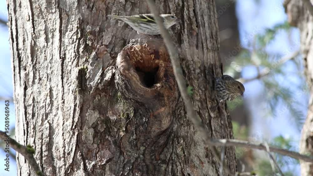Tarin des pins sur le tronc d'un arbre