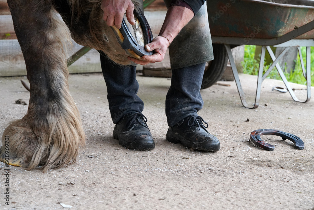 ein Pferd wird mit neuem Huf beschlagen ein Pferd wird mit neuem Huf beschlagen