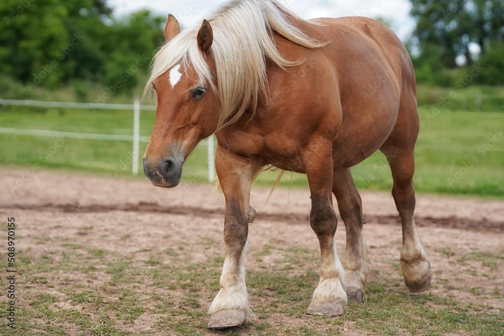 Comtois-Pferd kommt auf mich zu Comtois-Pferd kommt auf mich zu