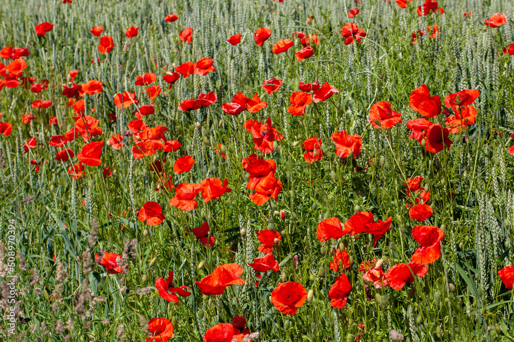 red poppies growing in an agricultural field with cereals red poppies growing in an agricultural field with cereals