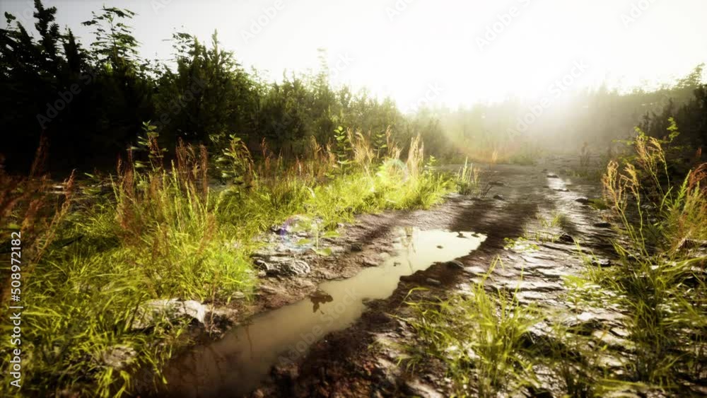 Puddles and mud and green grass on a dirt road Puddles and mud and green grass on a dirt road