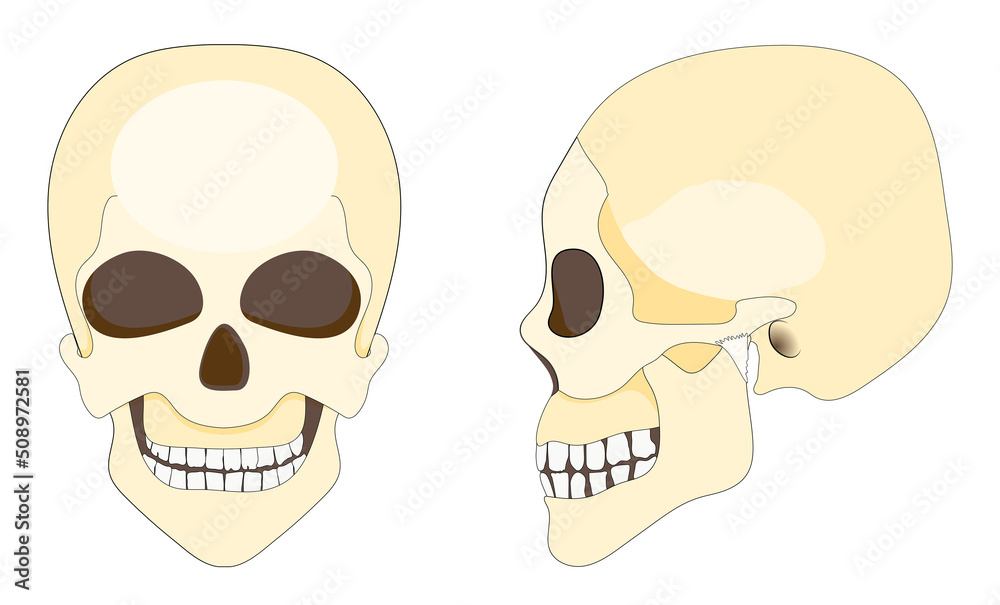 human skull and mandible. front and Side view