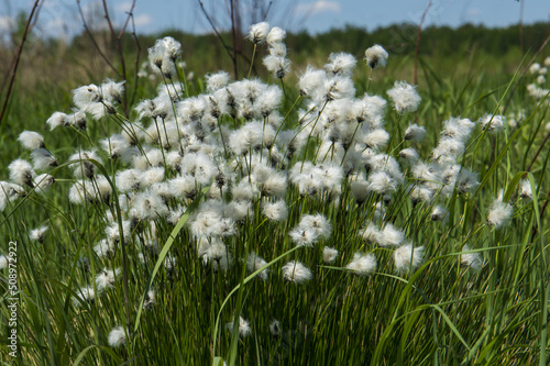 white fluff of flowering sedge