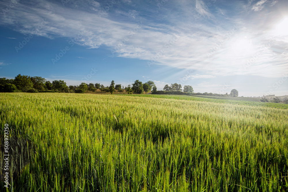 a grain field in summer in germany