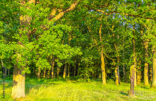 Natural panorama view with pathway green plants trees forest Germany. photo