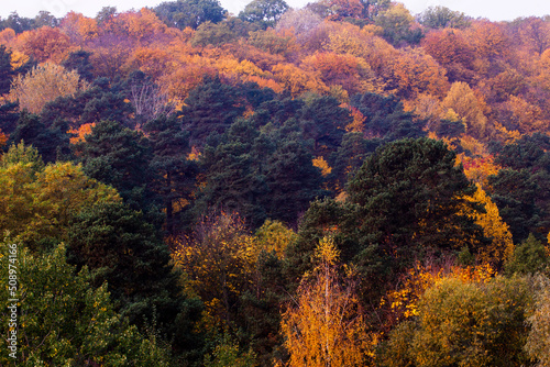 beautiful autumn nature with falling foliage in mid-autumn © rsooll