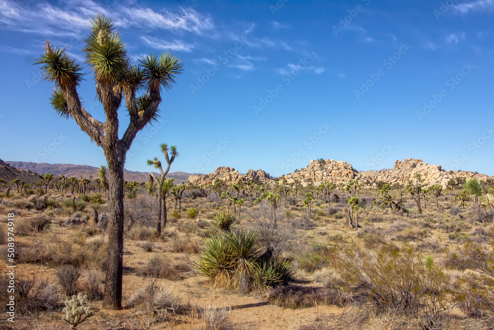 Trees and Mountains in the American Desert