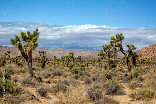 Joshua Tree Desert Terrain
