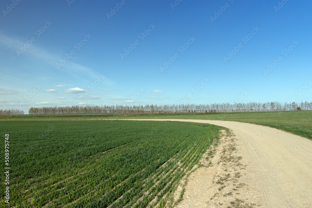 grass and other plants grow in a field with a dirt road grass and other plants grow in a field with a dirt road