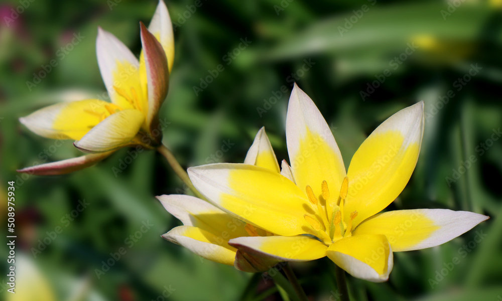 Yellow tulip flowers in the garden. Tulipa urumiensis. Tulipa tarda.
Yellow tulip flowers in the garden. Tulipa urumiensis. Tulipa tarda.