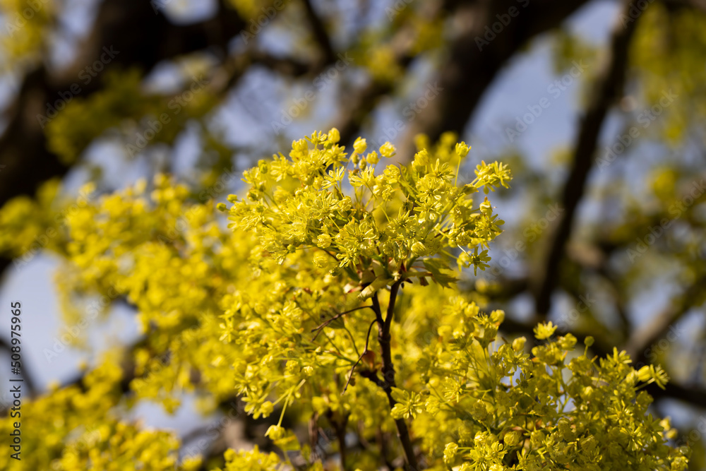 the young foliage of the maple tree in the spring season the young foliage of the maple tree in the spring season