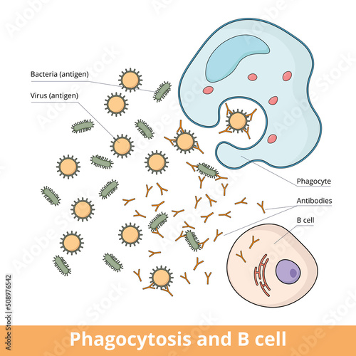 Cooperation between B cell and phagocyte during immune responce caused by antigens (bacteria or virus). B cell produces antibodies that weaken antigens and phagocyte eliminates them.