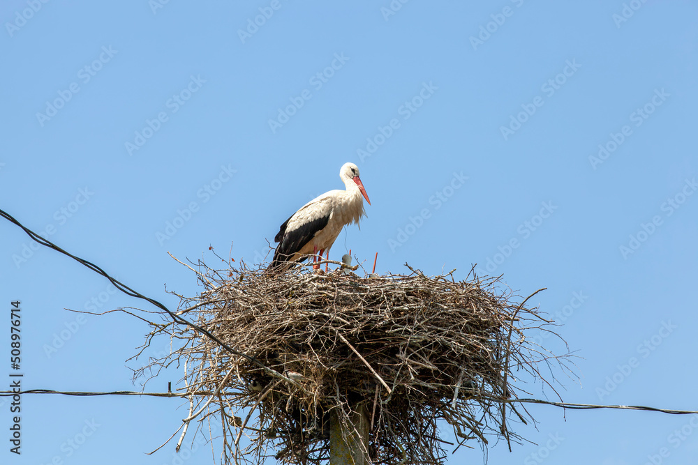 Fototapeta premium a white stork sitting in a nest against a blue sky