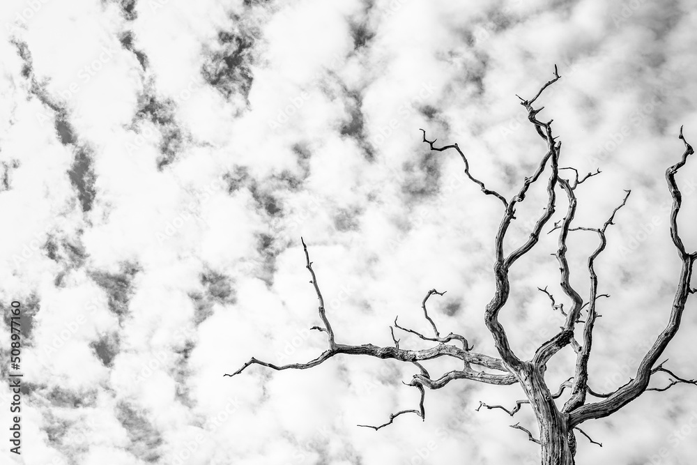 Large dead tree seen against a partially clouded sky, giving the image an eerie effect. The tree is dead due to a lightning strike.