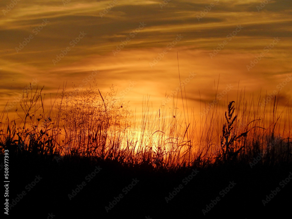 Red sunset, sky. Silhouette of black blades of grass