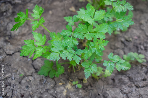 Fresh young parsley grows in the ground.
