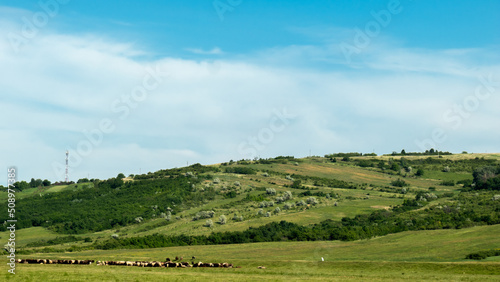 landscape of region with green field and sheep