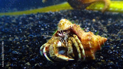 Small hermit crab (Diogenes pugilator) in the shell of Rapana venosa