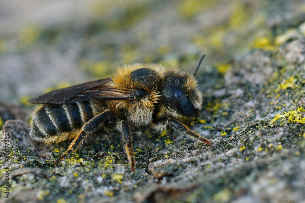 Closeup on a Tridentate Small-Mason, Hoplitis tridentata sitting on a piece of wood Closeup on a Tridentate Small-Mason, Hoplitis tridentata sitting on a piece of wood