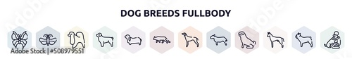dog breeds fullbody outline icons set. thin line icons such as leaf butterfly, null, japanese chin, newfoundland, bas hound, snowshoe cat, greyhound, bullterrier, pharaoh hound icon.