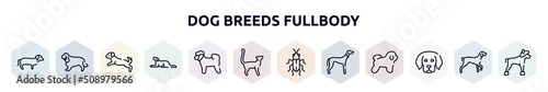 dog breeds fullbody outline icons set. thin line icons such as dachshund, english cocker spaniel, dog scaping, border collie, bichon, bengal cat, red soldier beetle, saluki, dog puppy icon.