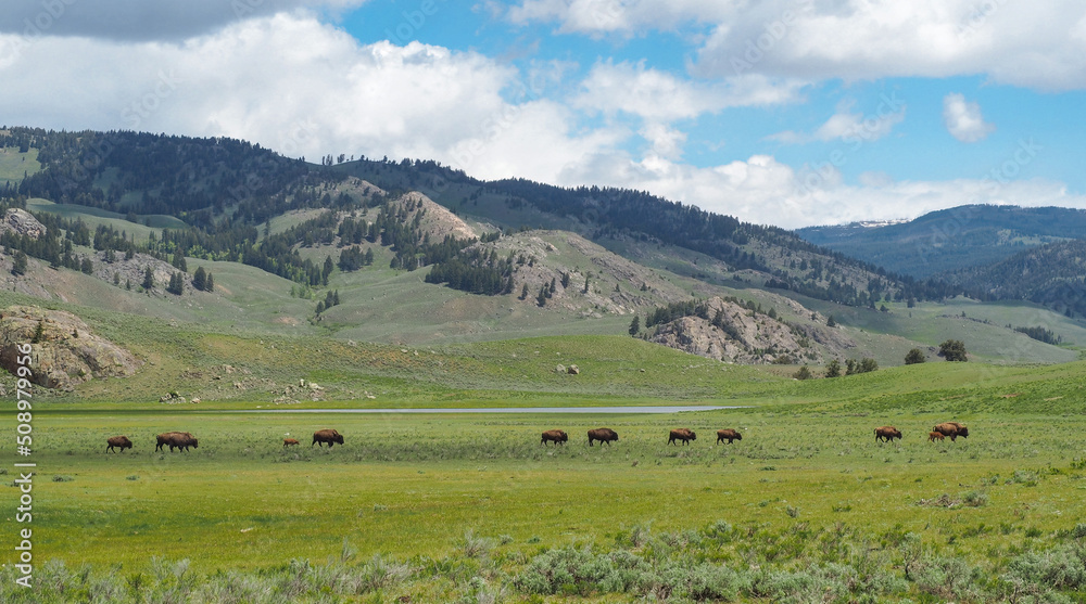 Herd of american bisons walking across the prairie in the Yellowstone National Park, Wyoming, USA. Herd of wild animals from the distance.