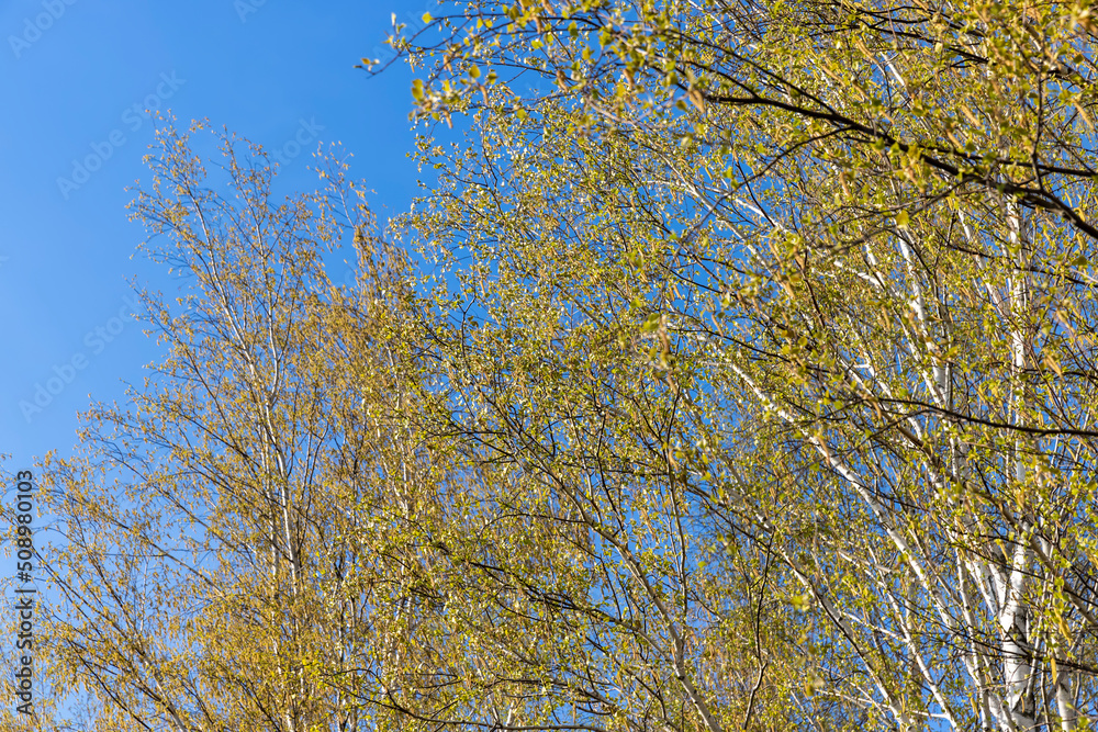Fototapeta premium birch trees in the spring season with a lot of earrings during blooming