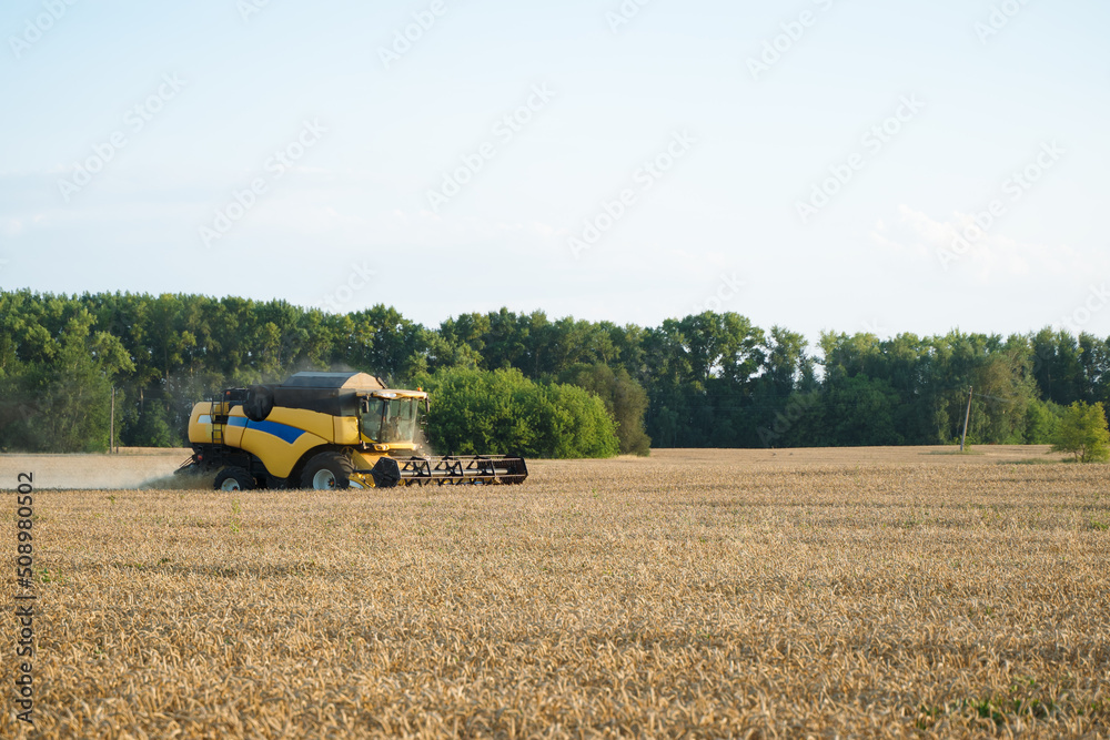 Obraz premium Combine harvester harvests ripe wheat. Ripe ears of gold field on the sunset cloudy orange sky background. . Concept of a rich harvest. Agriculture image