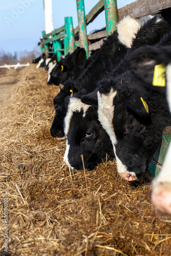 Canvas Print raising and fattening calves for meat or milk