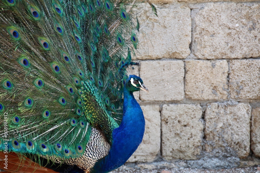 Obraz premium Pfau auf Rhodos