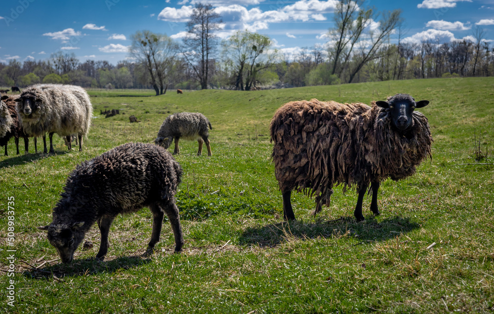 Obraz premium A flock of sheep in a grazing field. No people, blue sky.