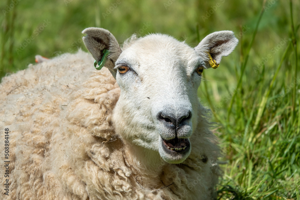 close up portrait of a sheep pulling a funny face
