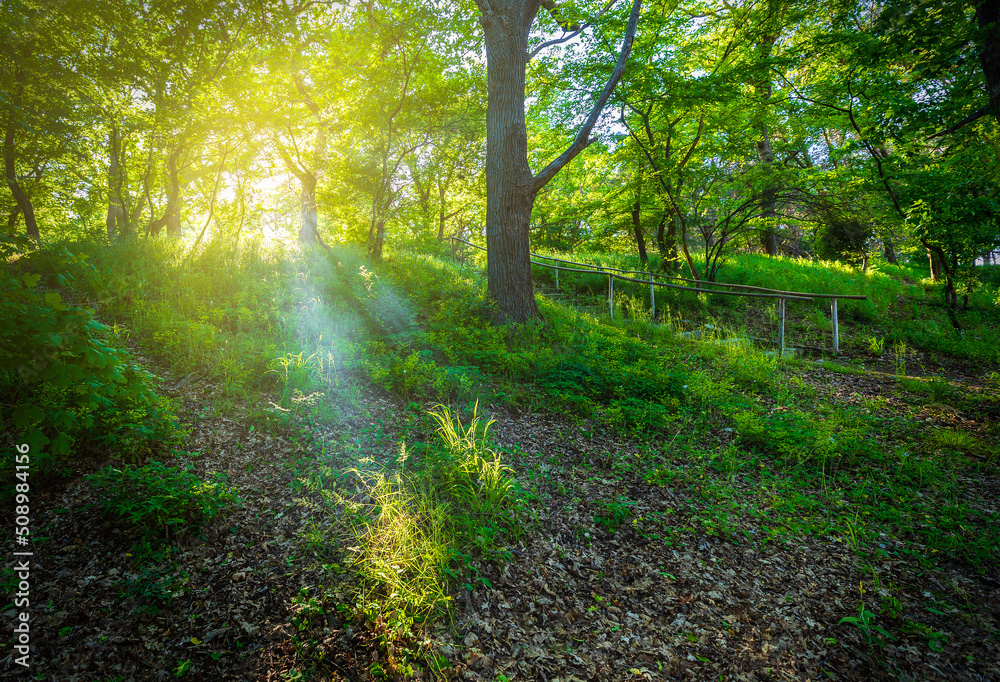 Fototapeta premium The rays of the sun passing through the foliage of the spring forest