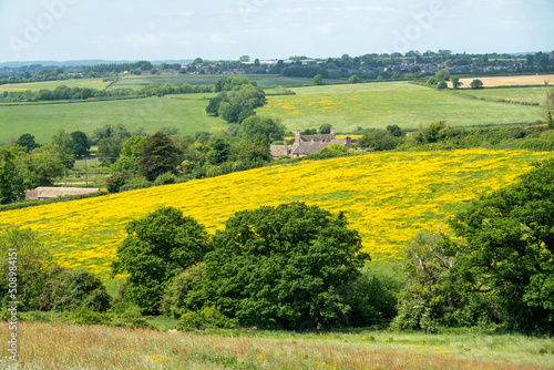view of bright yellow field of buttercups from The Cotswold Way trail England © Penny