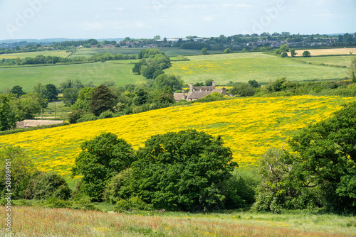 view of bright yellow field of buttercups from The Cotswold Way trail England