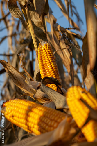 yellow ripe corn fruits in summer