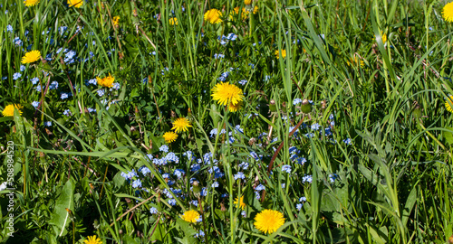 dandelions growing in a field with green grass blooming in spring